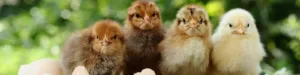 Four chicks all lined up. Getting them ready for shipping.